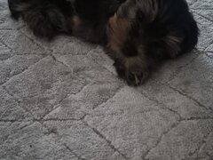 Yorkshire Terrier de vanzare