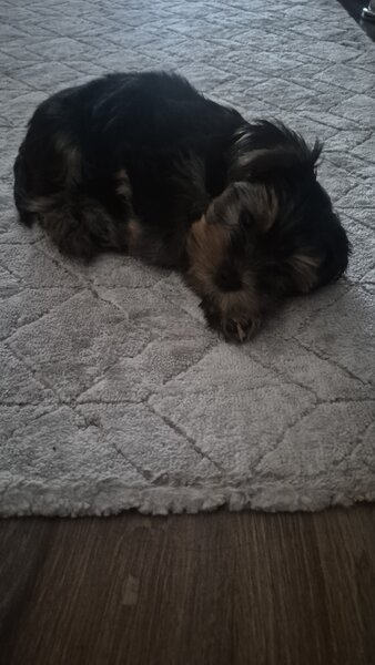 Yorkshire Terrier de vanzare,