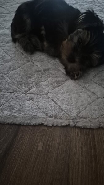 Yorkshire Terrier de vanzare,