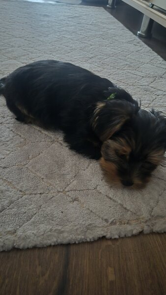 Yorkshire Terrier de vanzare,