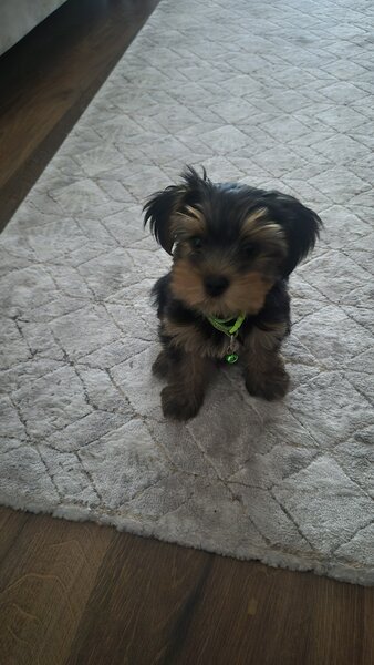 Yorkshire Terrier de vanzare,