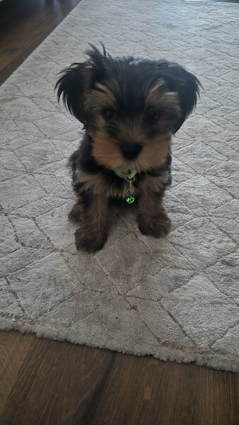 Yorkshire Terrier de vanzare,