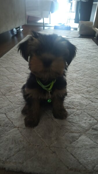 Yorkshire Terrier de vanzare,