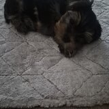 Yorkshire Terrier de vanzare