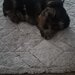 Yorkshire Terrier de vanzare,