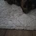 Yorkshire Terrier de vanzare,