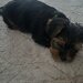 Yorkshire Terrier de vanzare,