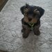 Yorkshire Terrier de vanzare,