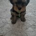 Yorkshire Terrier de vanzare,
