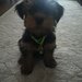 Yorkshire Terrier de vanzare,